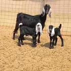 معزا متاويم 2تحتها 4 ب1800