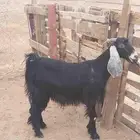 جفره عارضيه حايل شحم