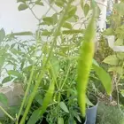 شتلات فلفل حار مثمر