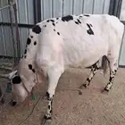 بقره هولنديه بكر للبيع