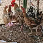 دجاج بلدي نضيف العدد 32 البياض 7حبات الباقي بشائر