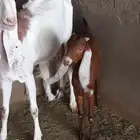 عرض ماعز
