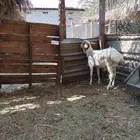 خروف بربر_الطرف.