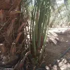 اسلام عليكم ورحمة الله وبركاته يوجد الدينا نخل