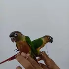 كنيور يلو سايد هدد للبيع