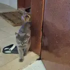 قطة للتبني