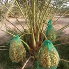 نخل عربي مثمر نخيل واشنطني زينه للبيع