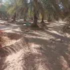 يوجد لدينا جميع انواع النخيل المثمرة وزينه