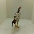 ديك سندي فارسي