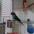 ذكر كنيور بلو شيك منتج للبيع