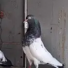 حمام باكستاني