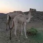 ناقه مع ولدها