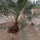 يوجد الدنيا جميع أنواع النخيل