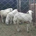 ذبائح بلدي نظيفه برسيم وشعير
