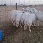 للبيع غنم حريات مقاني