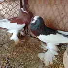 نفاخ مسوبع