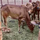 الباحة قلوة الشعراء