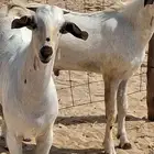تيوس بيشبه صنف الصنف مشاريع فحول جذعان