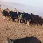 غنم نجدي