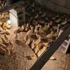 صوص بط بكيني عمر 10 ايام محصن واخذ الفيتامينات