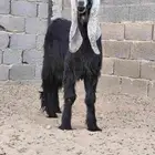 تيس عارضي خصم جذع مشروط