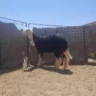 خروف نجدي فحل صنف اصنف