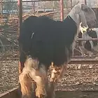 خروف نجدي صنف جرم ارتفاع وشعره وتوه جذع