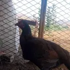 ما شاء الله