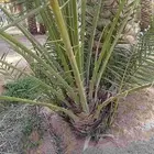 فروخ وجثايث