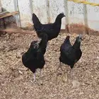دجاج اسود كامل