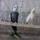 جوز كروان للبيع