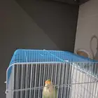 روز للبيع سليم بصحه جيده