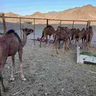 قعدان