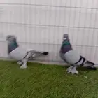 زوج حب رمان ازرق