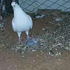 حمامه ذكر صنعاوي ذكر ابيض حجم صغير