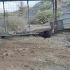 ديوك رومي