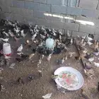 صوص بلدي محصن اخذ جميع الفيتامينات صحه ماشاءالله تبارك الله