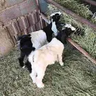 للبيع تيوس وجفار للعدد 4 بهم من حلالي ماهوبهم سوق