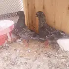 زوج نوري