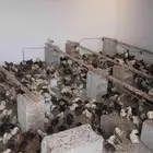 صوص بلدي عمر 15 يوم محصن واخذجميع المكملات