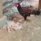 ديك باكستاني عمر سنه ونص