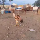 دجاجة باكستانيه