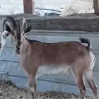 وعل فحل رباع
