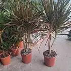 مشتل ابو الريان لتنسيق الحدائق وبيع الشتلات والزهور