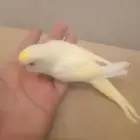 عصفور بادجي للبيع