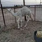 بكره حقه وقعود لباني عمره ست شهور للبيع