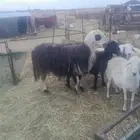 خروف نجدي فحل شرط القريع وحار وينسف شرط