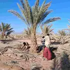 نخل للبيع برني العلا وبرني العيص متر ومتر ونص