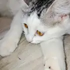 قط ضائع اسمه للوز ذكر