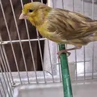 ذكر كناري اوربي تغريد